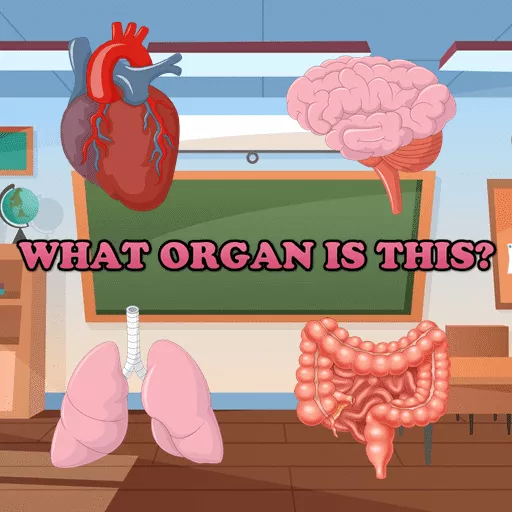 What Organ Is This? - Free Unblocked Game
